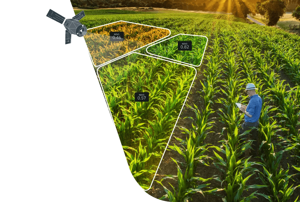 A farmer checking crop health on a tablet in a sunlit cornfield, with satellite NDVI zones overlaid